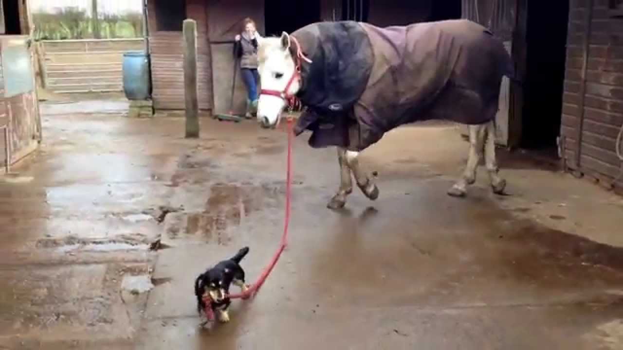 A Little Wiener Dog Leads A Horse And It’s Just Adorable