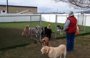 These Dogs Wait Patiently For Their Own Name To Be Called