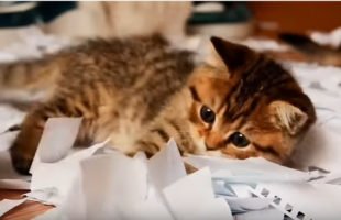 Watch Kittens Playing In A Pile Of Paper And Try Not To Smile