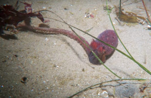 Watch An Octopus Squeeze Inside A Wormhole To Hide