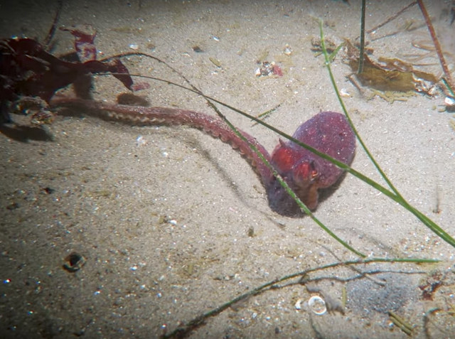 Watch An Octopus Squeeze Inside A Wormhole To Hide