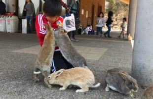 See What It’s Like To Experience Japan’s Rabbit Island!
