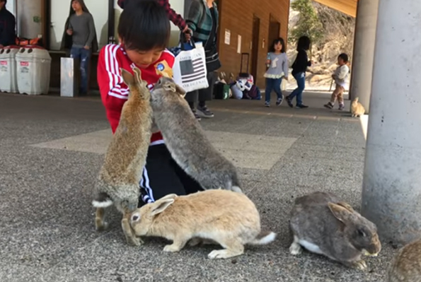 See What It’s Like To Experience Japan’s Rabbit Island!