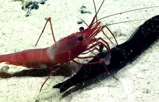 A Shrimp Rips Open A Fish And Finds Another Fish Inside