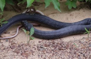 Scream In Horror As A Snake Regurgitates Another Snake