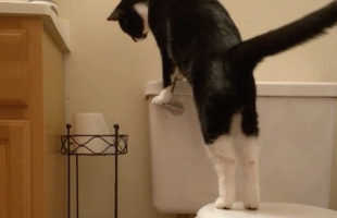 A Cat Flushing A Toilet Over And Over Is A Metaphor For Life