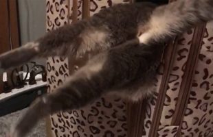 Watch A Cat Get Stuck In A Suitcase And Try Not To Laugh