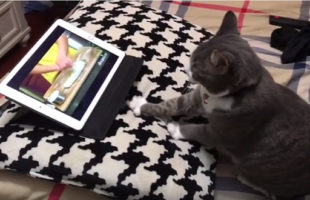 A Cat Learns How To Knead Dough From A Youtube Video