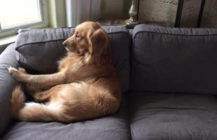 This Dog Laying Down For An Afternoon Nap Is Too Cute