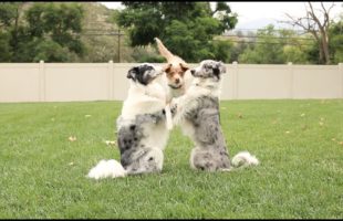 Wow! See These 4 Dogs Do Some Awesome Tricks Together