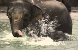This Elephant Showing Off Her Swimming Skills Is Adorable