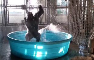 This Gorilla Dancing In A Pool Is The Best Thing Ever