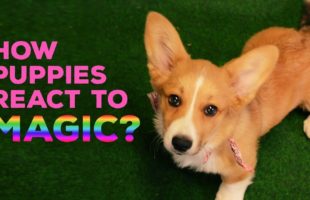 Puppies React To Magic And It Is The Cutest Thing Ever