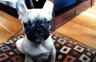 An Adorable Compilation Of Puppies Trying Not To Fall Asleep