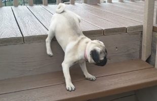 Here’s An Insanely Adorable Compilation Of Puppies Vs Stairs