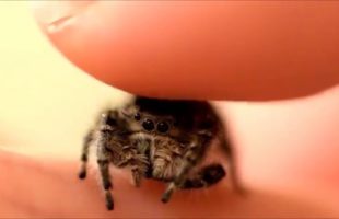 Try To Not Scream At This Little Spider Getting Pet On The Head