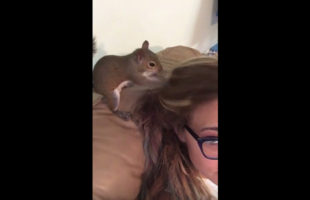 Watch As This Funny Squirrel Hides A Cheeto In A Lady’s Hair