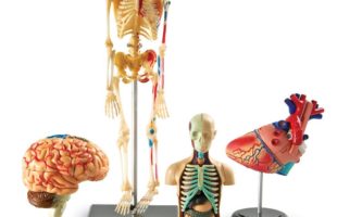 Bundle Set of Human Anatomy Models