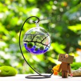 Marimo Aqua Terrarium Kit for Home or Office