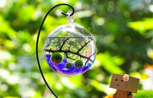 Marimo Aqua Terrarium Kit for Home or Office