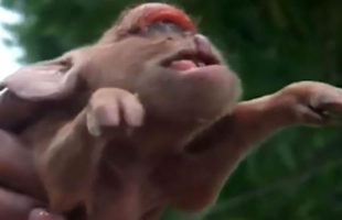 A Farmer Petryfied As His Sow Gives Birth To A Chimpanzee Look Alike Piglet