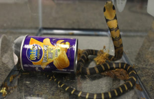 Reptile Smuggling – Man Arrested for Smuggling King Cobras In Potato Chips Can