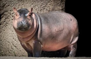 Baby Hippo Playing With Her Mum is Adorable