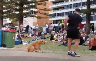 Dog Plays Dead So She don’t need to leave the Park