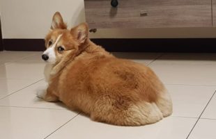 Fluffy Butt of a 9 Year Old Corgi Dog