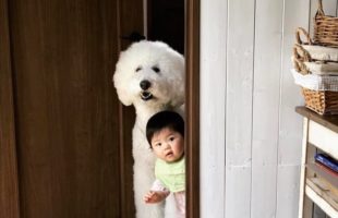 Cute Friendship of the Baby And The Giant Dog