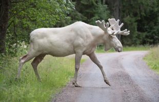 Rare White Moose Pictured Crossing The River