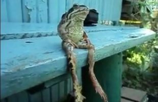 Frog Looks Like Human When He Sits on Bench