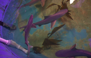 Sharks Found Swimming in the Basement of Home In New York
