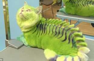 Few WTF Pictures