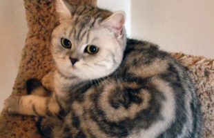 Cat Furs Represents Something Unbelievable