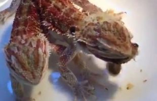 A Double Headed Lizard Eating its Prey Looks Like a Dragon Eating The Lunch