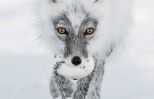 Top 13 Wildlife Photos 2017