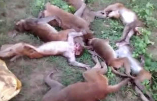 A dozen monkeys got heart attacks after seeing a roaring tiger in Indian forest