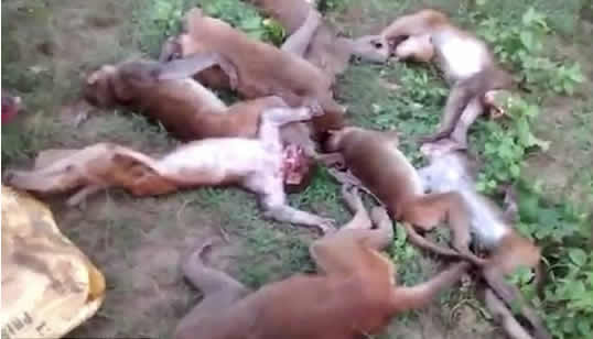 A dozen monkeys got heart attacks after seeing a roaring tiger in Indian forest