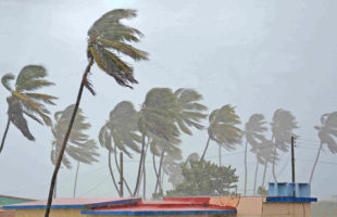 How Does The Mighty Palm Trees Usually Stay Standing In Storms?