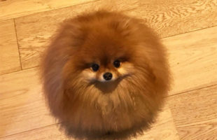 Ooops!!! Looks like Pomeranian Melted in Water