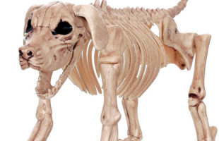 Halloween Bonez Skeleton Dog