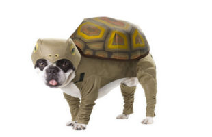 Halloween Tortoise Dog Costume