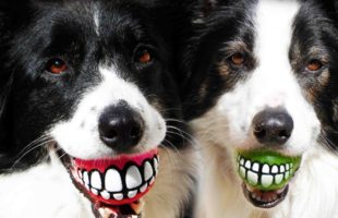Hilarious Ball Toy for Dogs