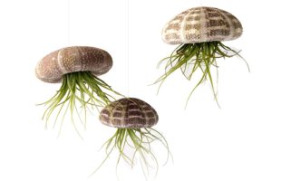 Flying Jellyfish Plants