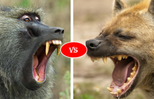 Hyena vs Baboon