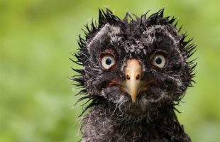 Perfect Animals Pictures Captured When They Were Wet