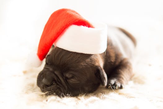 Holiday Gift Guide for Pets and their Parents holiday dog
