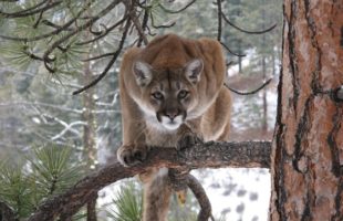 Roars of the Mountain Lion