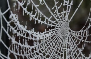 How Spiders Survive in the Winter?